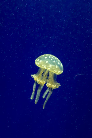 Jellyfish in the aquarium
