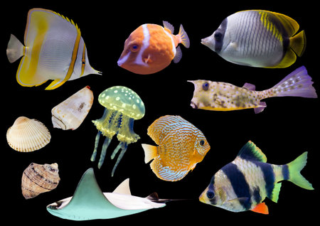Collection of isolated fish and shells on black background