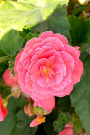 garden begonia blooms in the garden, close-up, summer day