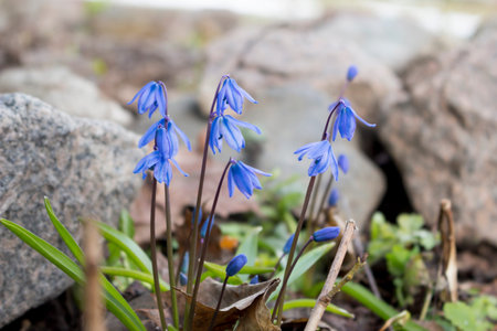first spring blue flowers, Scilla siberica