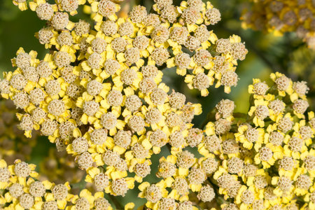 Close up of flowers of Achillea Summer Night seen in the gardenの写真素材