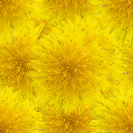 Yellow seamless spring background with dandelion flowersの写真素材