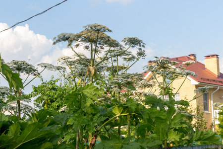 hogweed has seized an abandoned plot, an unfinished wooden house