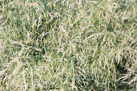 Deschampsia cespitosa. the plant is used in landscape design. natural background.