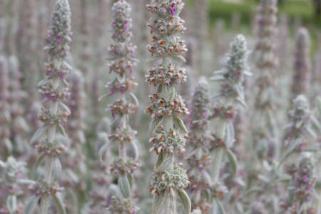 Flowers of plant Herb Lambs ear. Stachys Byzantine or stahis woolly. Flowers of the plant Grass Lamb's ear. Byzantine stachis or woolly stachis grows in the garden.の写真素材