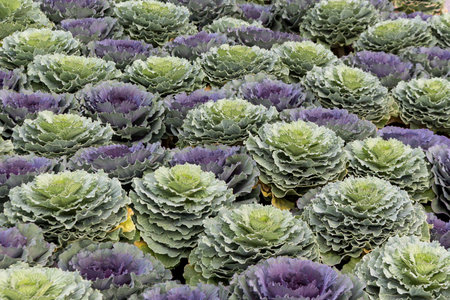 Decorative cabbage. Brassica oleracea acephala. Biennial plant with great ornamental value.