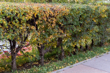 Square-trimmed bushes of decorative hawthorn. Autumn view.の写真素材