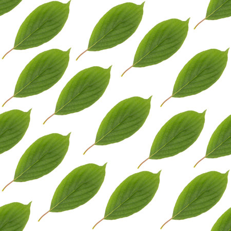 Green leaf seamless pattern, natutal summer backgroundの写真素材