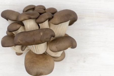 raw fresh oyster mushrooms on a white wooden tableの写真素材