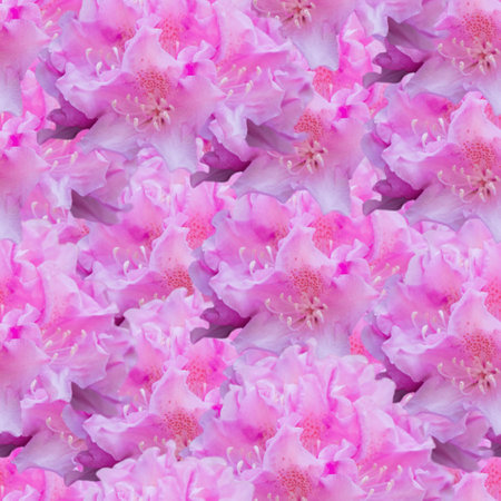 Seamless pattern with pink rhododendron flowers. Floral texture.の写真素材