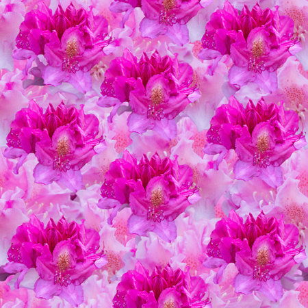 Seamless pattern with pink rhododendron flowers. Floral texture.の写真素材