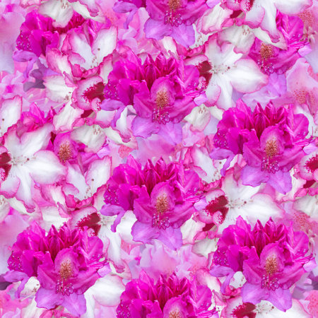 Seamless pattern with pink rhododendron flowers. Floral texture.の写真素材