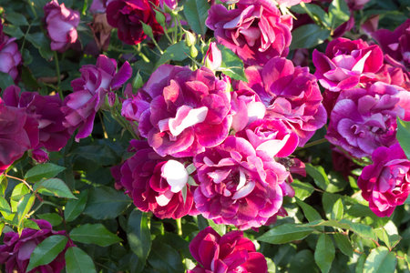 Flowerbed with blooming dark pink roses. Sunny summer day. Floral background.の写真素材