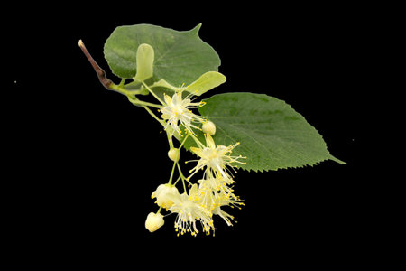 A branch of a linden tree with flowers and leaves, isolated on black.