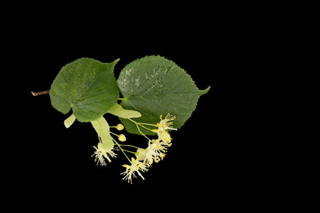 A branch of a linden tree with flowers and leaves, isolated on black.の写真素材