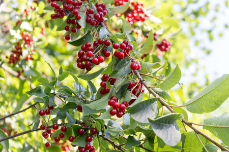 Chokecherry (Prunus virginiana) in park. Sunny summer day. Background.