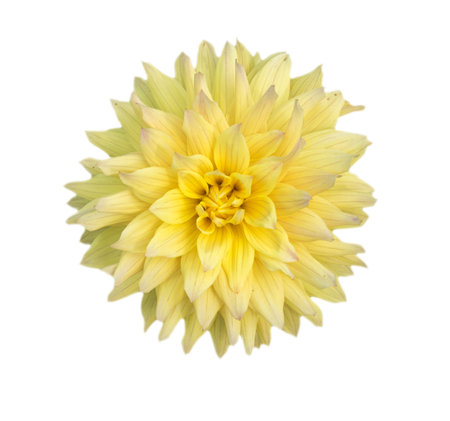 yellow dahlia isolated macro closeup on whiteの写真素材