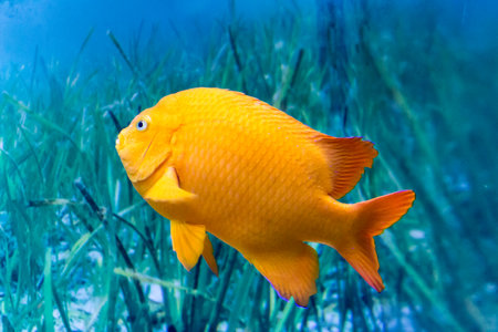 Garibaldi fish against a background of water and algaeの写真素材