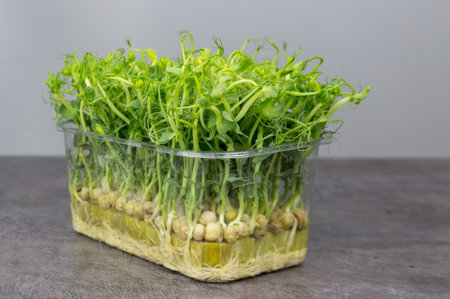 Micro-green peas in a plastic box on a gray backgroundの写真素材