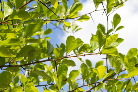 Broad leaved cockspur thorn close-upの写真素材