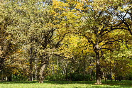 Oaks in the forest and a forest clearing in the city park. A sunny autumn day.