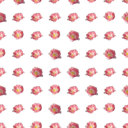 Seamless pattern with tulips flowers. spring floral backgroundの写真素材