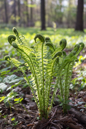 Close up of a young green fern grows in a forest in early spring. Fiddlehead Ferns spiral.の写真素材