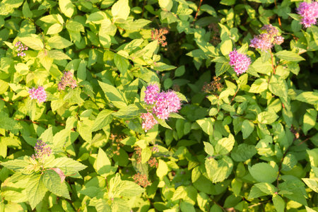 Spiraea Japonica shrub with nice leaves and small pink flowers