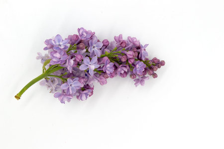 Lilac flowers closeup isolated on white background, closeupの写真素材