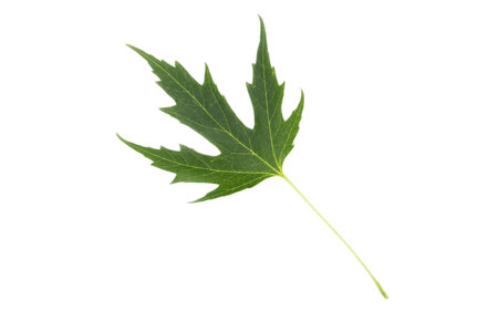 Leaf from Silver Maple (Acer saccharinum) isolated on white backgroundの写真素材