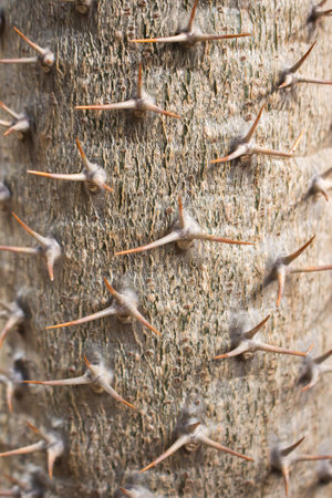 Madagascar palm, Pachypodium lamerei. succulent plant of arid regions, Madagascarの写真素材