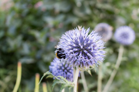 Echinops sphaerocephalus known as Great Globe Thistle or Pale Globe Thistle.の写真素材