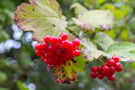 Viburnum berries against the sky closeup Summer viewの写真素材