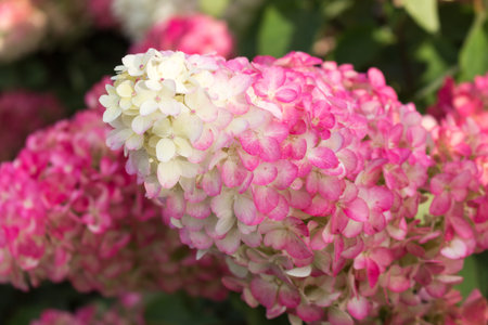 Hydrangea paniculata, Hydrangea paniculata garden decoration