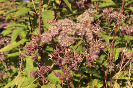 Eupatorium cannabinum, Commonly known as hemp-agrimony, or holy rope in bloom