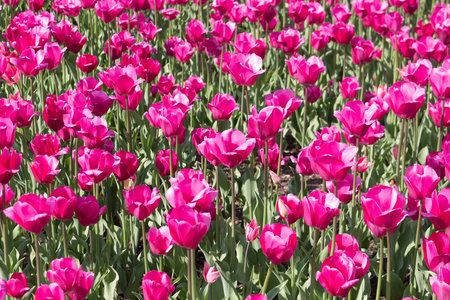 Pink tulips are blooming in the park. sunny spring day. full frame.の写真素材