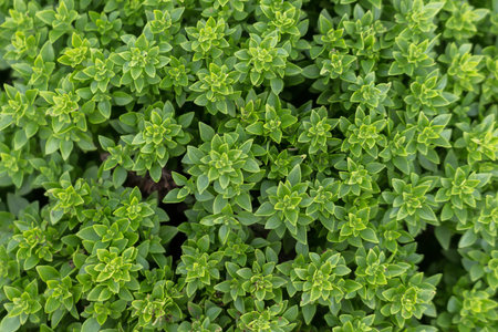 Origanum majorana (sweet majoram) green leaves background. Fresh green majoram plant in garden, top...