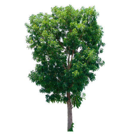 Tree isolated on a white background, Tree for design or decoration work.