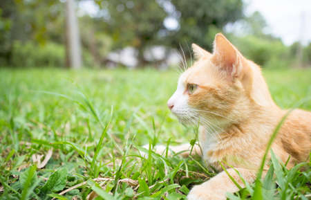 Little cats sitting on the grass in the morning.の写真素材