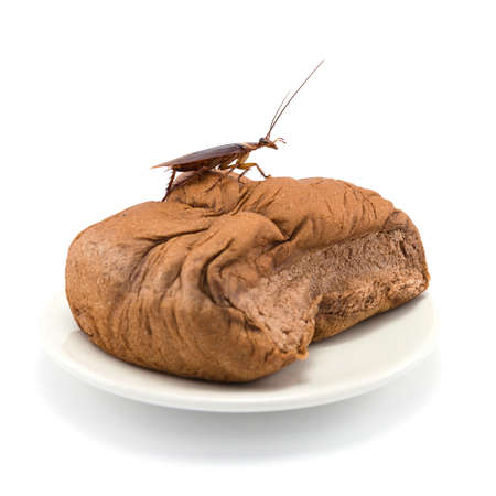 Close up cockroach on a Bread on a white plate isolated on a white background.の写真素材