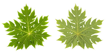 Set of papaya leaf isolated on a white background.の写真素材