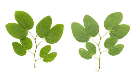 Set of Leaves isolated on a white background.の写真素材