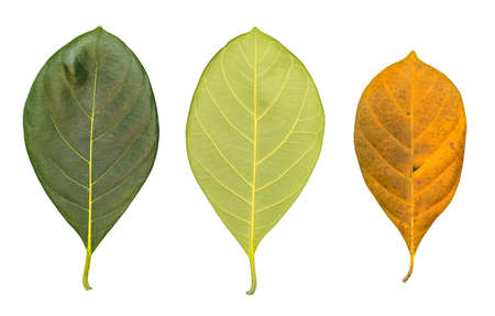 Set of Leaves isolated on a white background.の写真素材