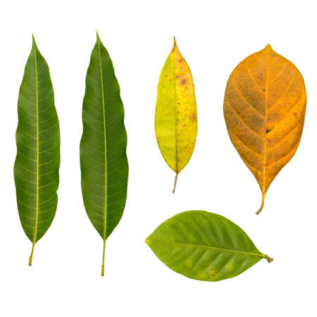Set of Leaves isolated on a white background.の写真素材