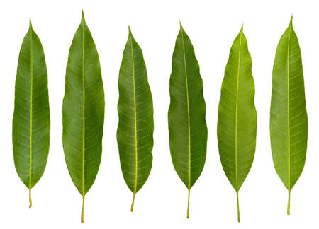 Set of Green Leaves isolated on a white background.の写真素材