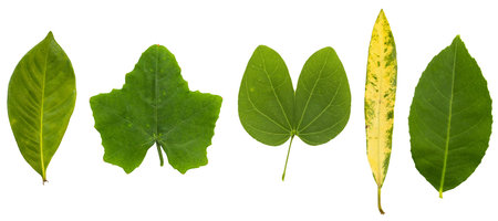 Set of Leaves isolated on a white background.