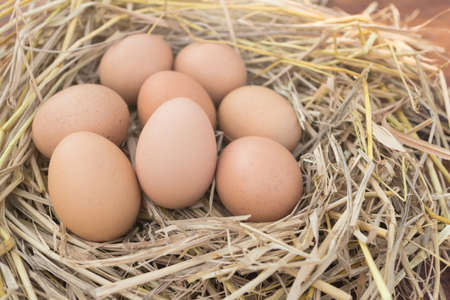Fresh brown eggs in a nest on a wooden in chicken farm with morning sunlight, image with copy space.の写真素材
