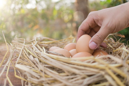 Farmer holding a brown egg and brown eggs in a nest on wooden in chicken farm, image with copy...