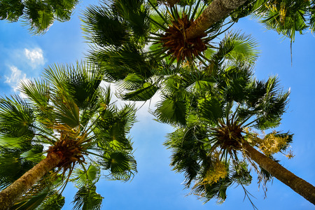 Branches of coconut palms under blue skyの写真素材