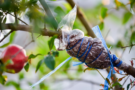 Tree branch propagation.の写真素材